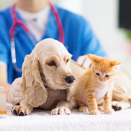 Assurance Chien Chat Amassur